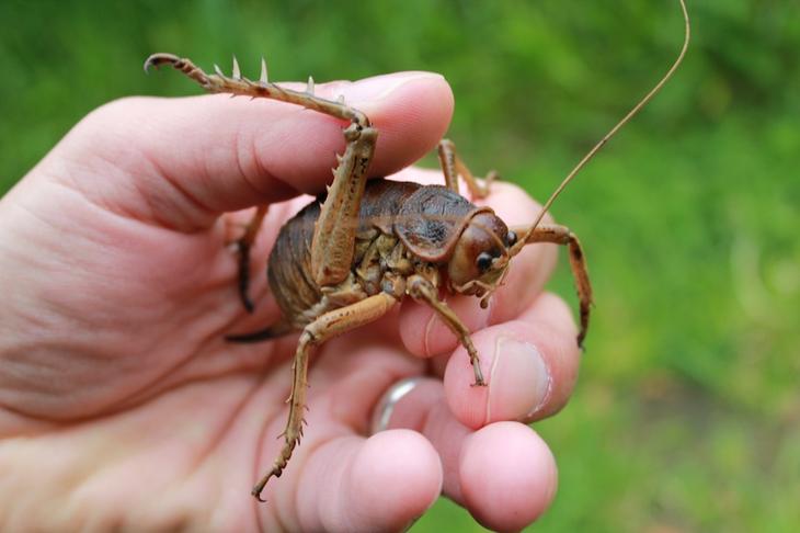 8 необычайно огромных насекомых планеты животный мир,насекомые