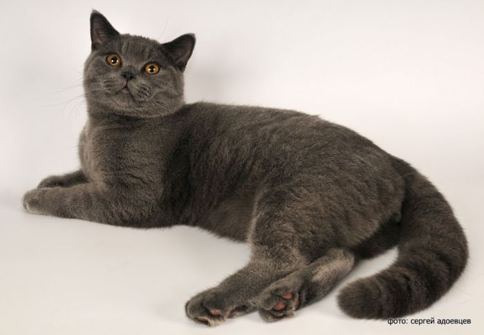 Кошачья фотосессия Кошачья фотосессия