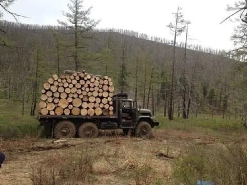 Как возят лес в Монголии Как возят лес в Монголии авто и мото,автоновости,видео