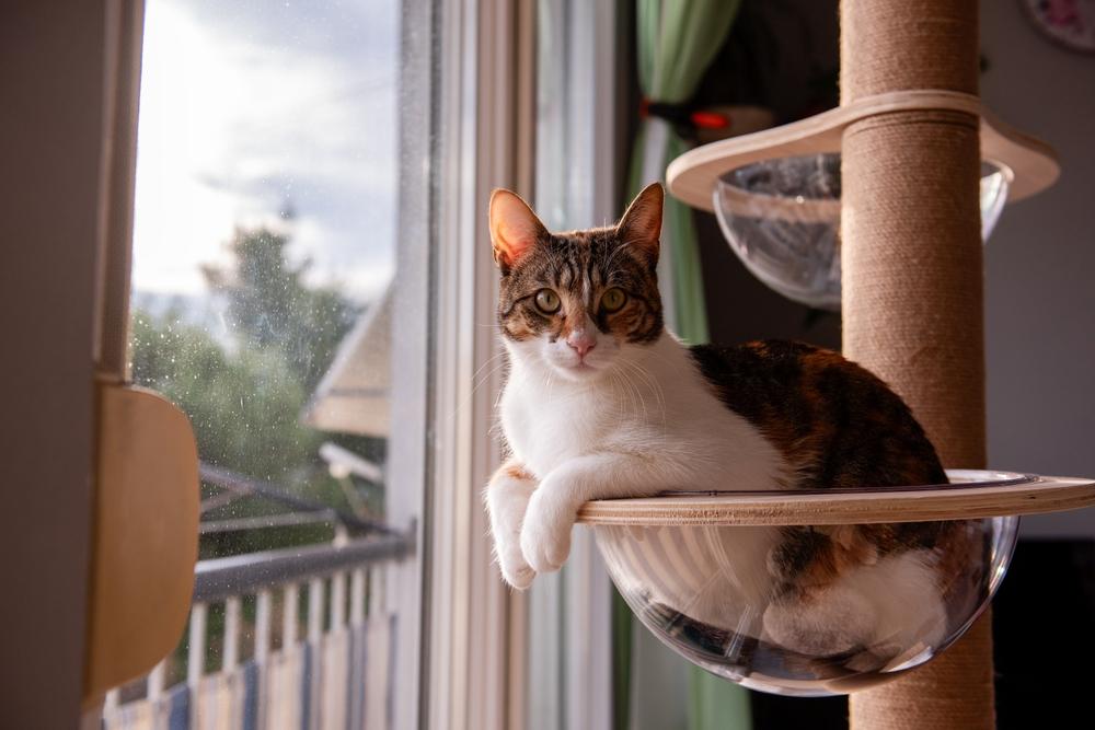 Собака боится оставаться одна: что такое сепарационная тревога у животных и как с ней работать животное, собаки, чтобы, сепарационной, собака, например, хозяина, одиночестве, кошек, тревога, собаку, будет, перед, тревоги, всего, стресс, также, может, можно, разлуки