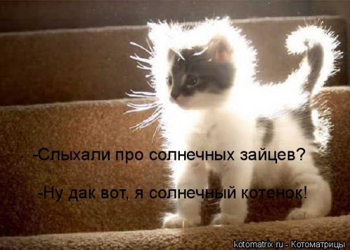 Детская котоматрица (17 шт)