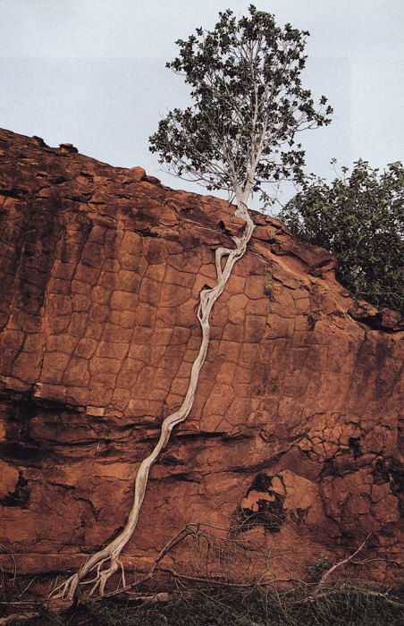Для выживания этому дереву пришлось значительно удлинить свои корни.