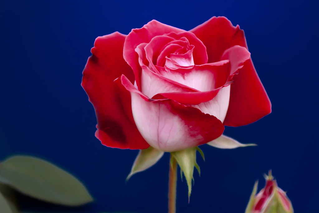Фотография: Удивительно красивая роза сорта Osiria №7 - BigPicture.ru