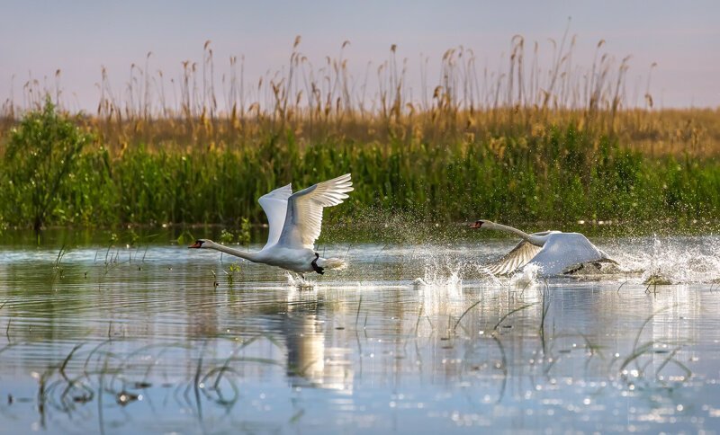 «Дикие лебеди в дельте Волги». Автор фото: Фёдор Лашков. природа, россия, фото