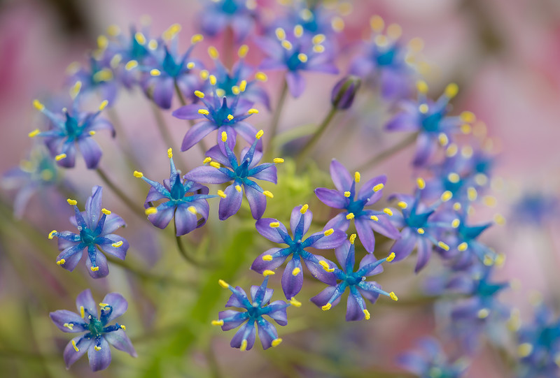 Portuguese squill