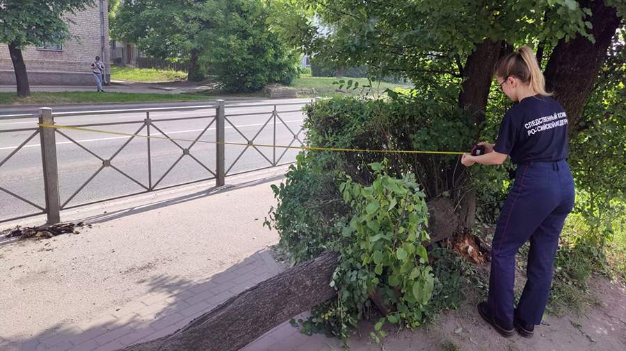 Под Калининградом дерево упало на коляску с двухлетним ребенком