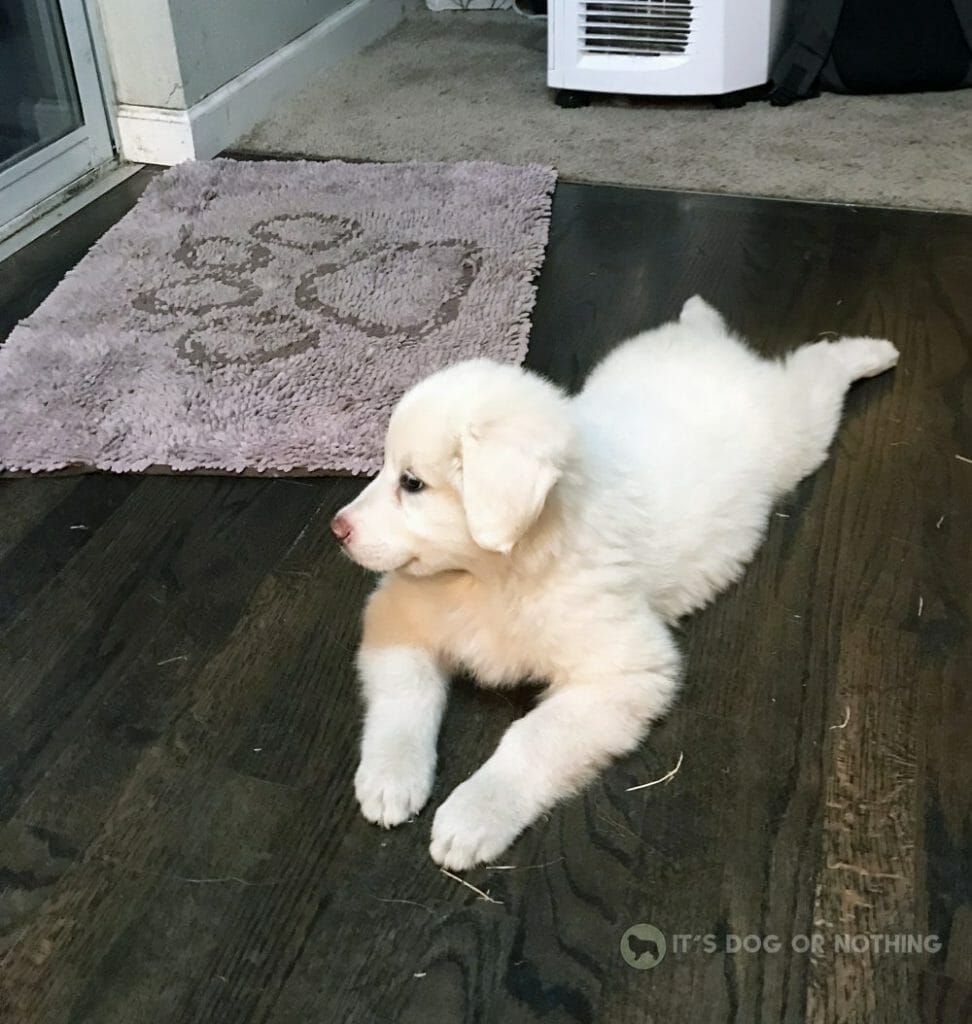 Great Pyrenees puppy frog pose