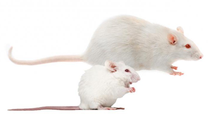 Чем отличаются мыши от крыс? Основные признаки