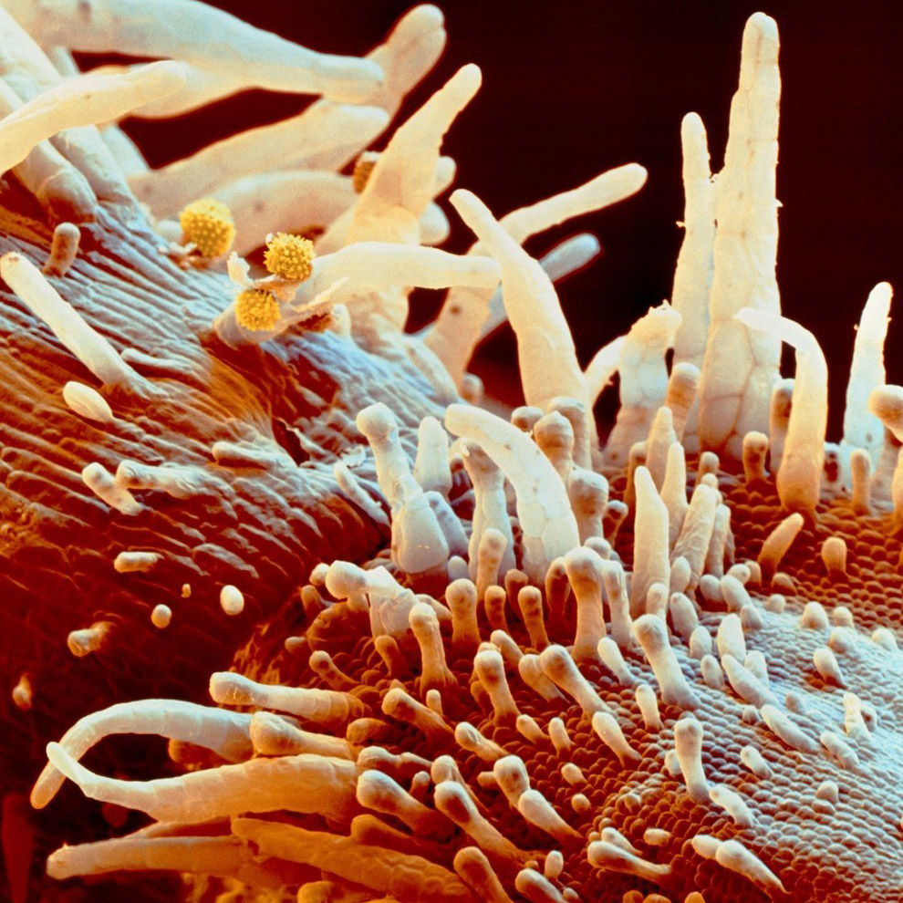 Чужие: цветы под микроскопом Чужие: цветы под микроскопом природа