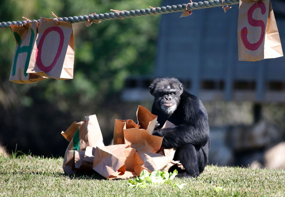 A chimpanzee opens a Christmas present at the 'Christmas with the Chimps' event at Lion Country Safari in West Palm Beach, Florida, on December 22, 2016.  Lion Country Safari, America's first cageless zoo, has held the annual event for over 20 years with Santa Claus leaving presents and treats for the chimps. / AFP PHOTO / RHONA WISERHONA WISE/AFP/Getty Images ** OUTS - ELSENT, FPG, CM - OUTS * NM, PH, VA if sourced by CT, LA or MoD **