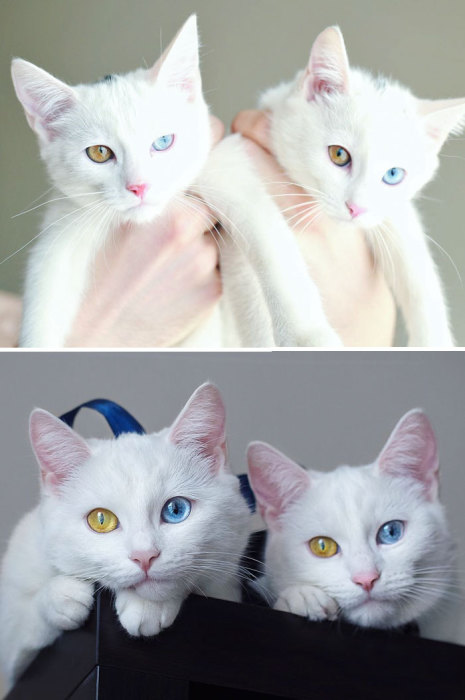 Кошки-близняшки с разными глазами.