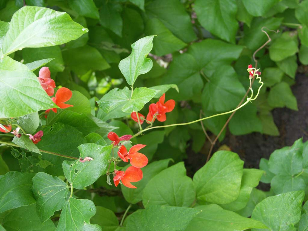 Декоративная вьющаяся трава с цветами 6. Настурция Вьюн. Phaseolus coccineus. Однолетник Вьюн красный. Вьюнок мина лопастная.