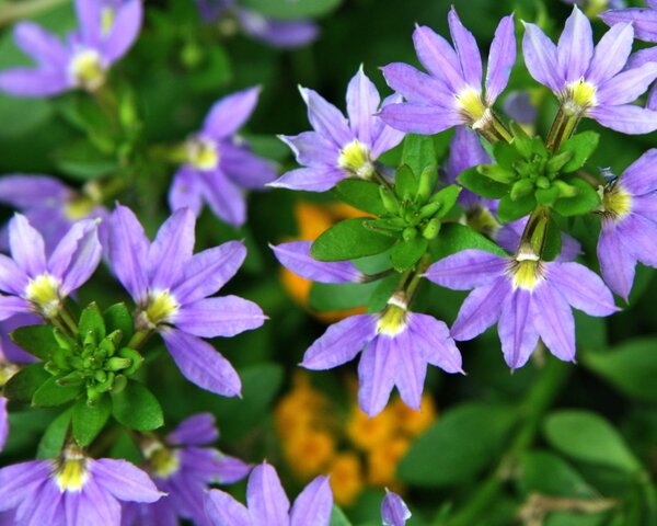 Странный однолетник с цветком-веером: удивляет и украшает сад с мая по сентябрь Странный однолетник с цветком-веером: удивляет и украшает сад с мая по сентябрь сад,Сцевола,цветы