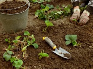 Сроки посадки садовой клубники
