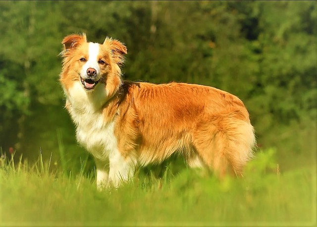 Спасти Муму