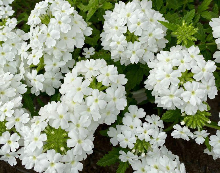 Однолетники с белыми цветками: 10 растений для изысканного цветника дача,сад и огород,цветоводство