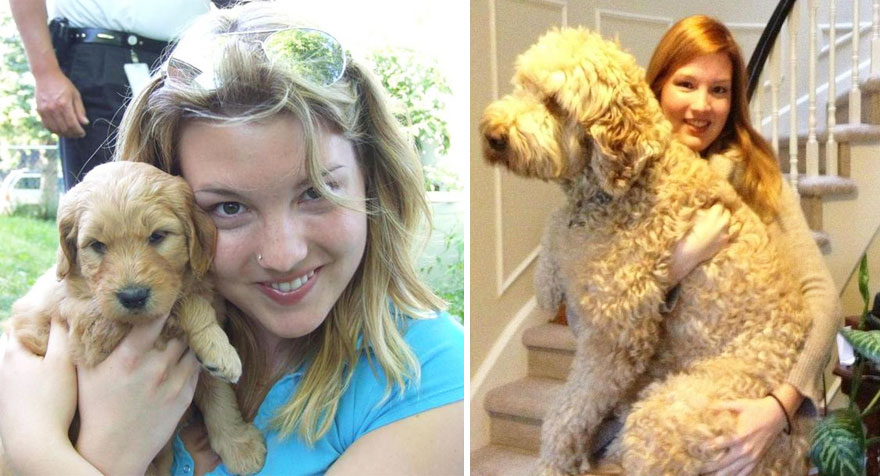 собаки до и после того как выросли 