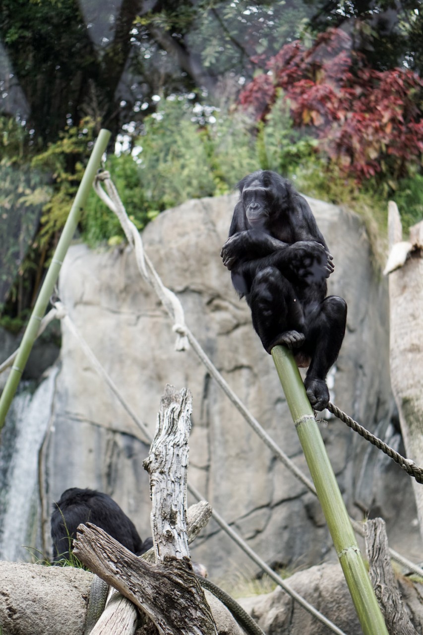 San Diego Zoo Spring 2016 | SCATTERBRAIN