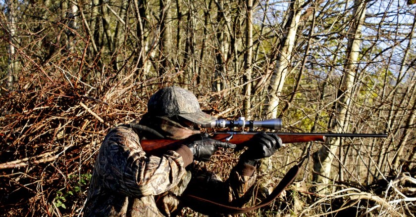 Животных не убивать: охоту запретили во всех лесах Севастополя