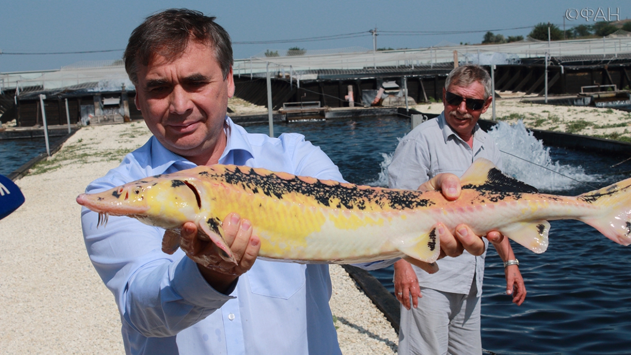 Крым удивил возможностями, начав поставлять на материк осетрину Крым удивил возможностями, начав поставлять на материк осетрину Общество