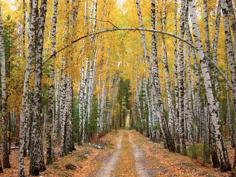 Осень ядреная. Лес в октябре. Октябрь лес Солнечный день. Смотреть картинки октябрь месяц в лесу.