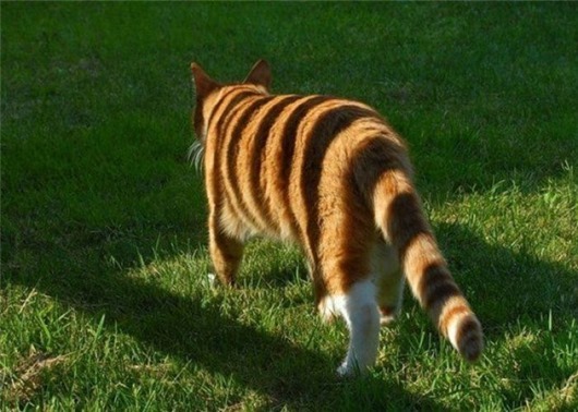 acid_picdump_03 acid_picdump_03