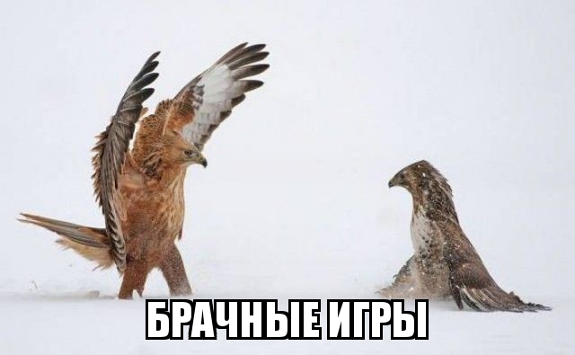 Прикольные картинки картинки для хорошего настроения, прикол, юмор