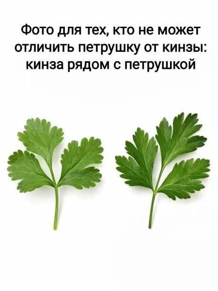 Работницы регистратуры в поликлинике и сотрудницы паспортного стола умеют есть лимон, не меняя выражения лица