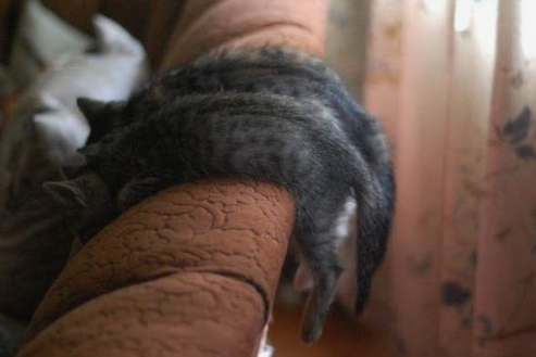 Все самое интересное о кошках + кото-фото-подборка для поднятия настроения