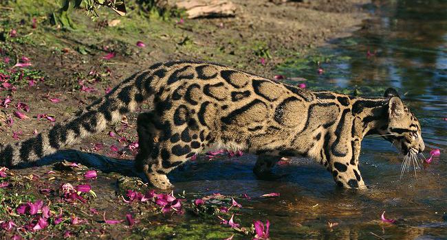 Дымчатый леопард: фото животного, описание, интересные факты