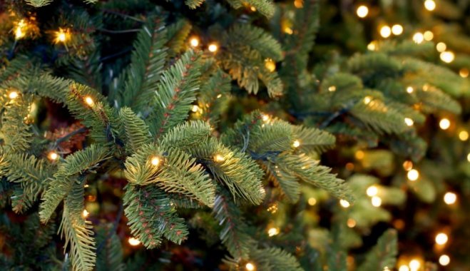12 секретов, которые нужно знать при покупке рождественской елки новый год и рождество