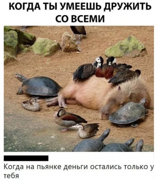 Смешные комментарии к постам в социальных сетях 