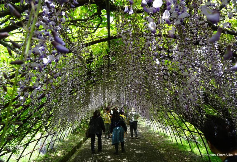 Красиво, как в сказке: завораживающие туннели из глицинии в Японии можно, деревьев, цветением, фотографии, красивые, увидеть, глицинии, вдоволь, фестивали, во время, которых, Япония, полюбоваться, деревьевОтправьтесь, в виртуальное, путешествие, проводятся, Весной, здесь, сказку