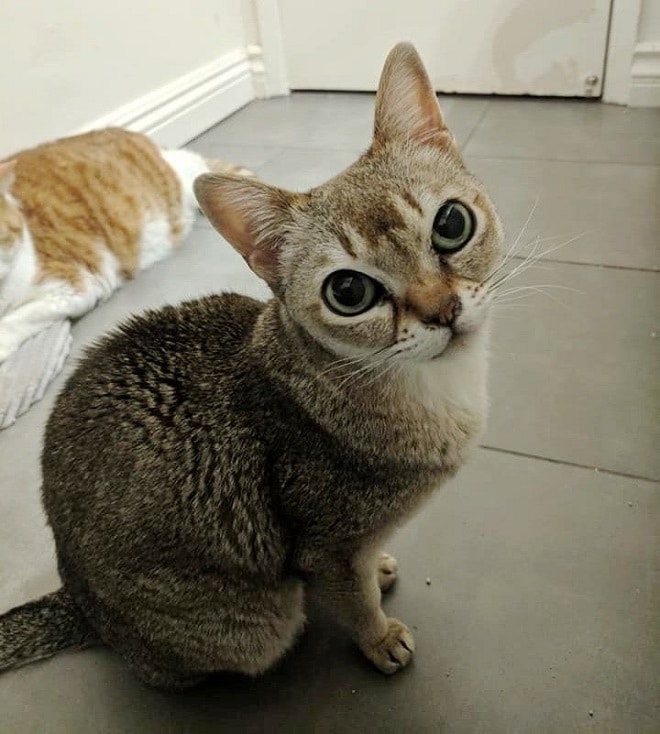 Кошка сидит