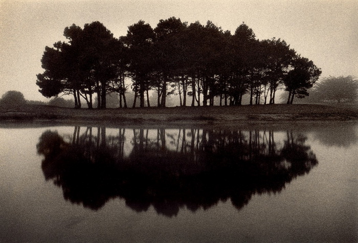 Портреты деревьев Портреты деревьев