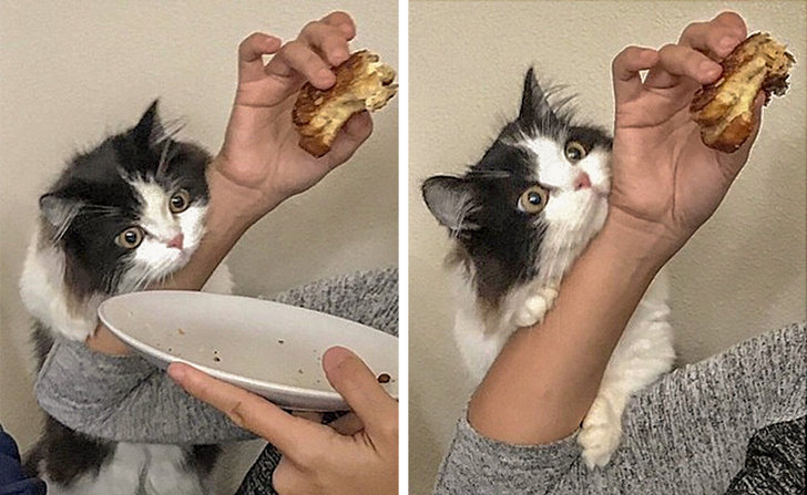 Милые и бессовестные... Милые и бессовестные... животные