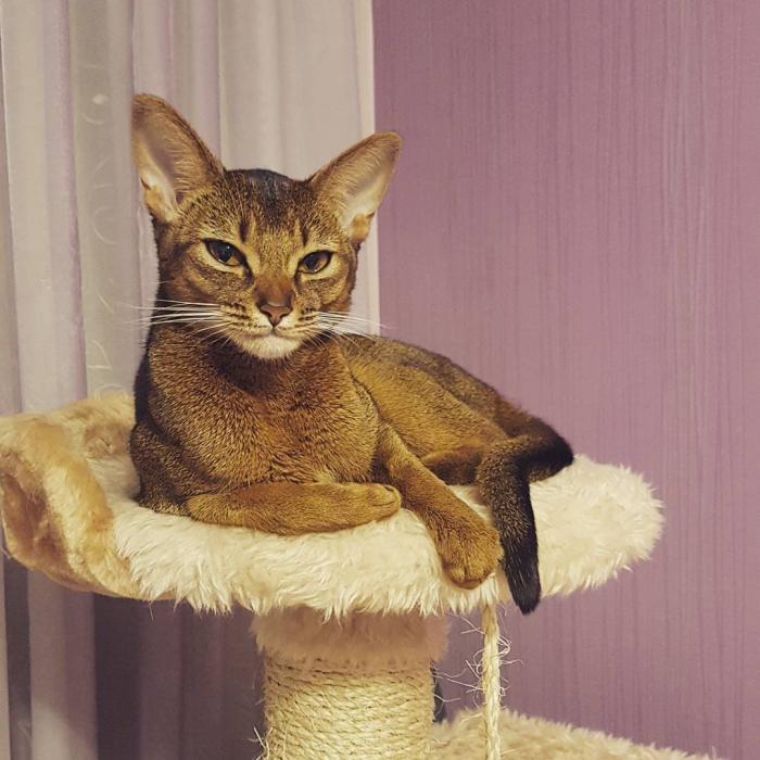 Породы домашних кошек, о которых знают не все Породы домашних кошек, о которых знают не все прикольные картинки,фото приколы,шикарные фотографии