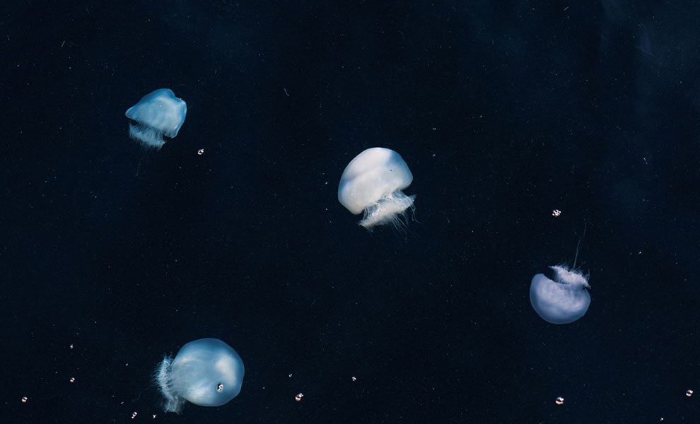 На земле есть только одно бессмертное существо — медуза. И ученые разгадали механизм ее бесконечной жизни создание, чтобы, развития, может, этого, состояние, повторять, процесс, многократно Медуза, процессе, лекарство, эволюции, научилась, подавлять, длинного, возвращать, клетки, исходное, буквально, точка