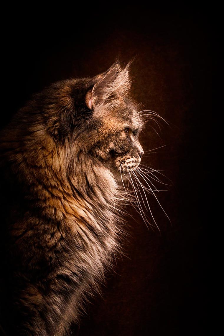 NewPix.ru - Американская енотовая кошка Maine Coon