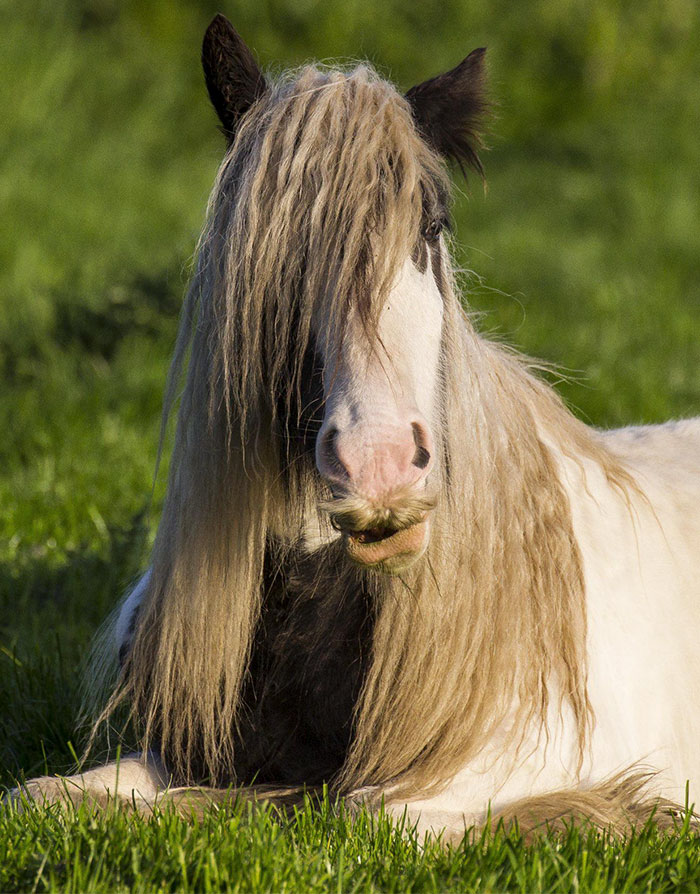 Horse-Moustaches