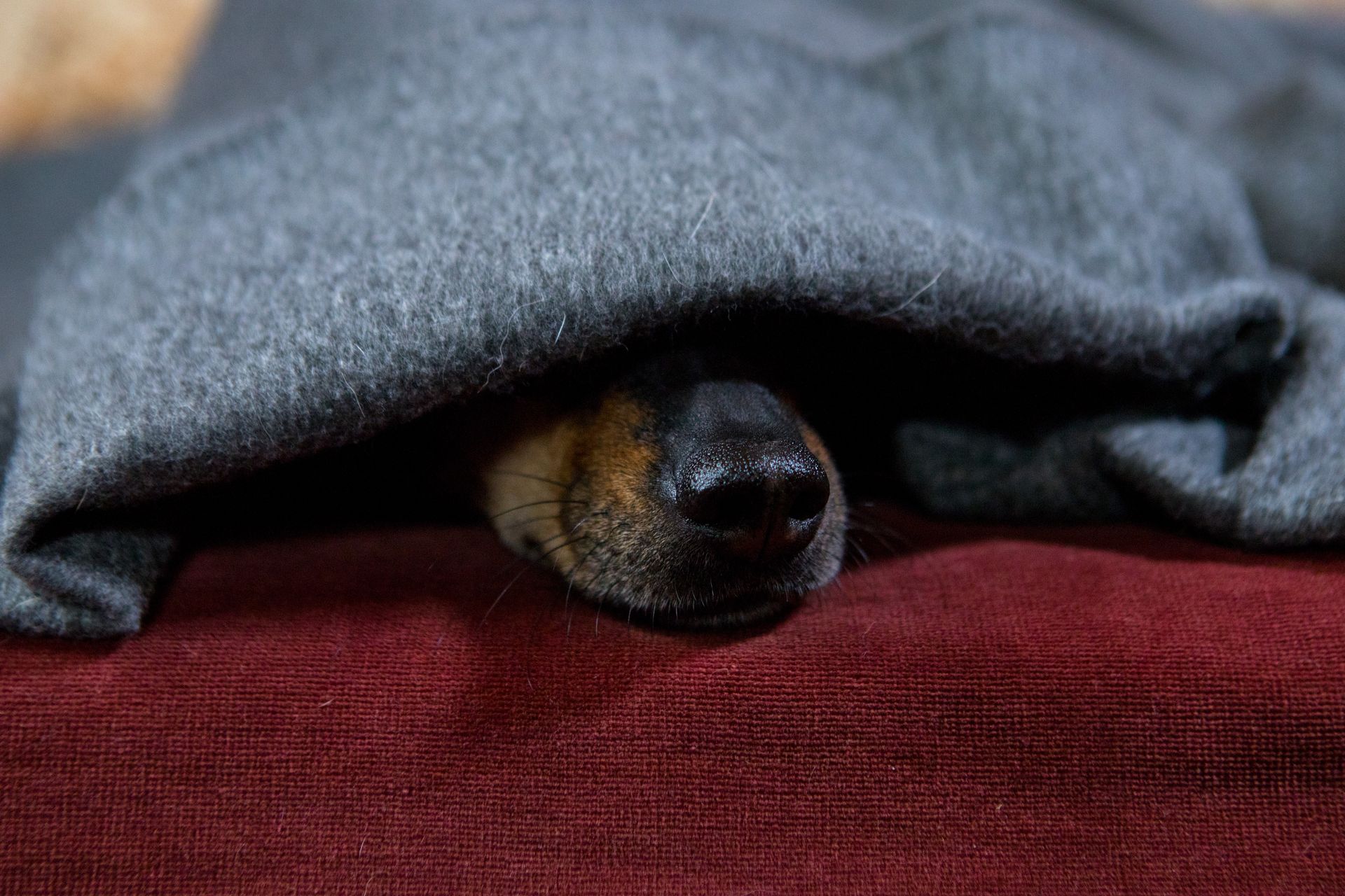 Ветеринарная клиника заплатит более 200 тысяч рублей хозяйке умершей собаки в Москве