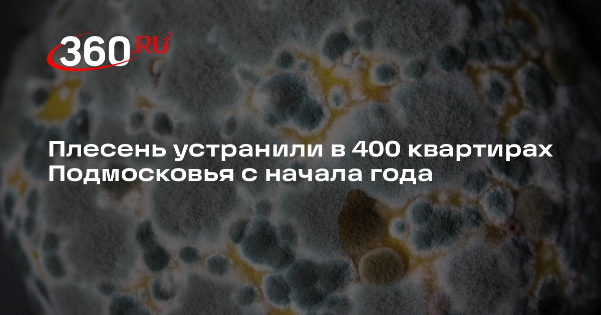 Плесень устранили в 400 квартирах Подмосковья с начала года