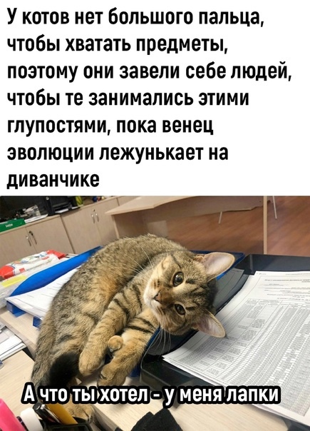 Немножко смешных зверушек... Надёргано , отовсюду