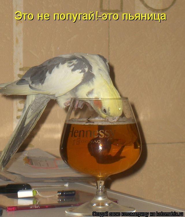 Пьющий попугай — это горе в семье!