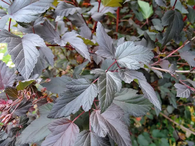 Пузыреплодник калинолистный