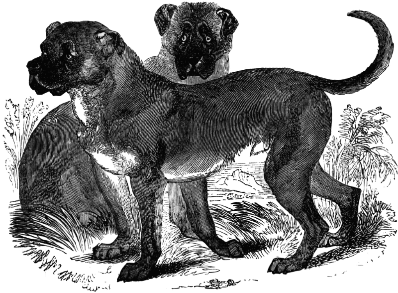 8 исчезнувших пород собак, которых вы не увидите даже на фотографиях археология,животные,история,собаки