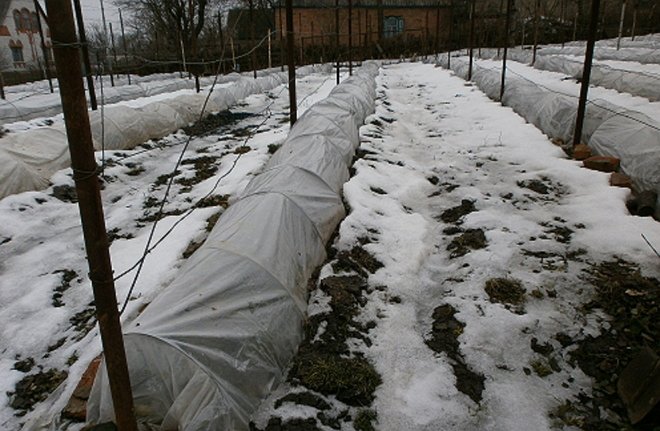Укрытие винограда на зиму