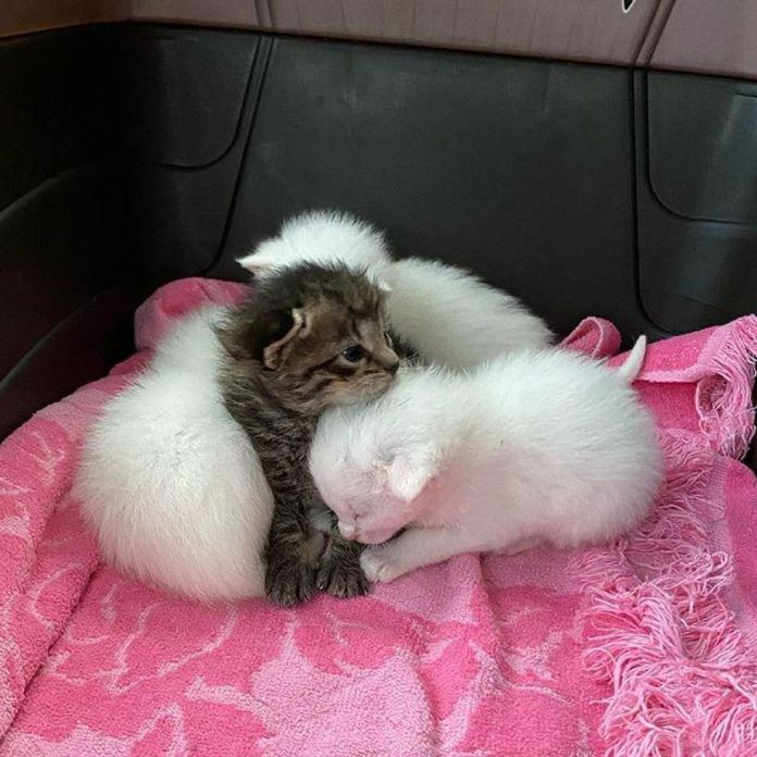Без кота и жизнь не та