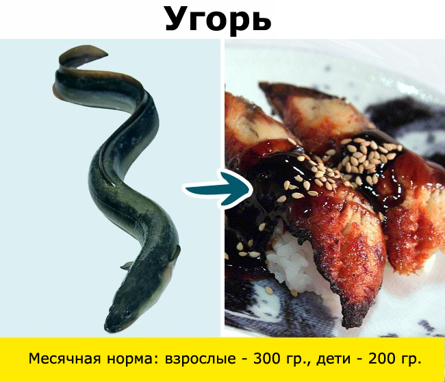 Рыба, сом, макрель, скумбрия, тунец, угорь, пангасиус, сибас, морской окунь, гемпилотоксин, масляная рыба, тайлфиш, гребнеголов, рыбалка, ртуть, нитрофуразон, Вьетнам, Меконг, 