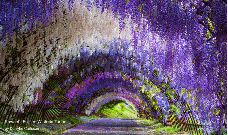 Красиво, как в сказке: завораживающие туннели из глицинии в Японии гид,мир,путешествия,страны,туризм